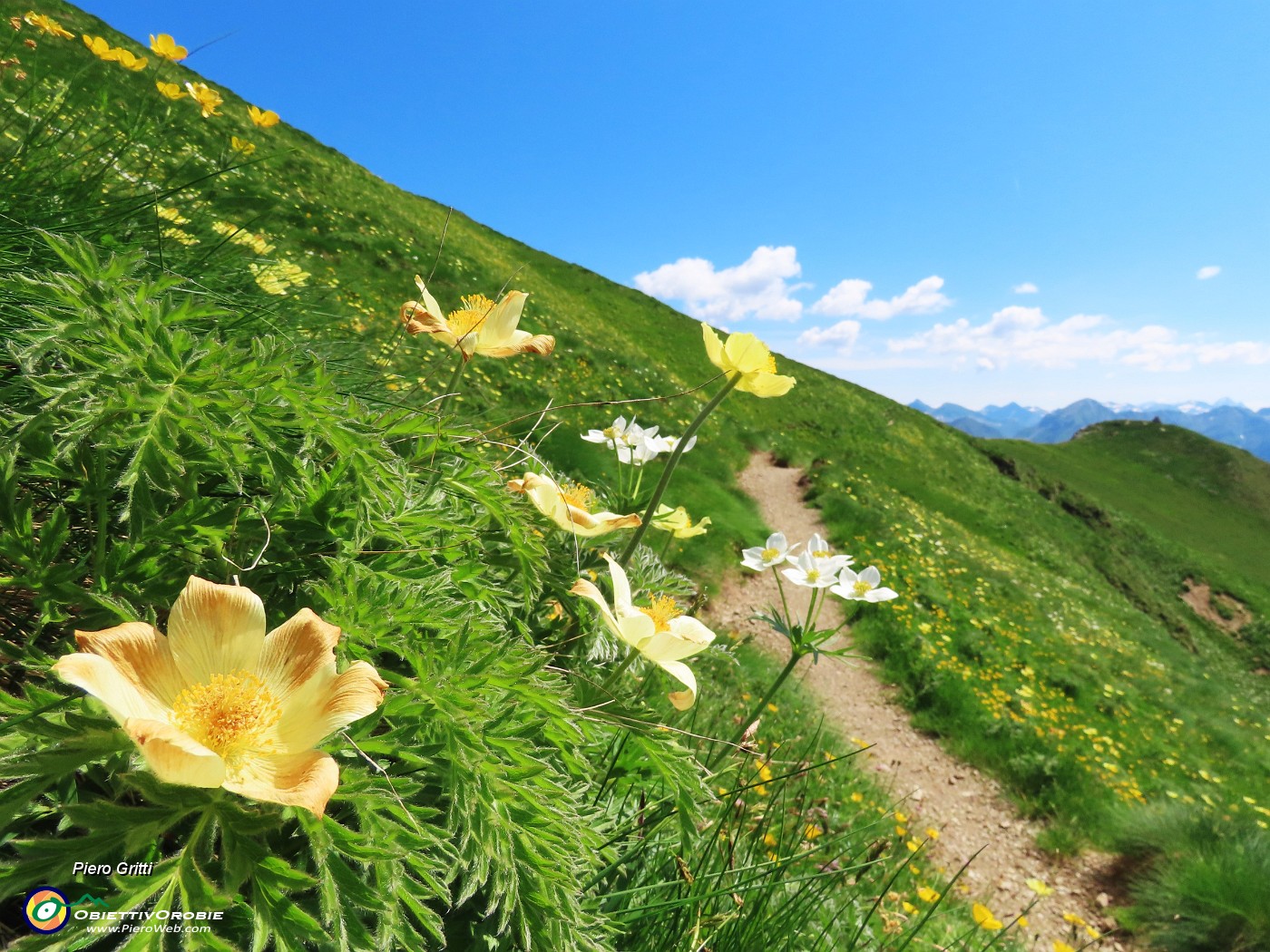 36 Distese di Pulsatilla alpina sulphurea (Anemone sulfureo).JPG